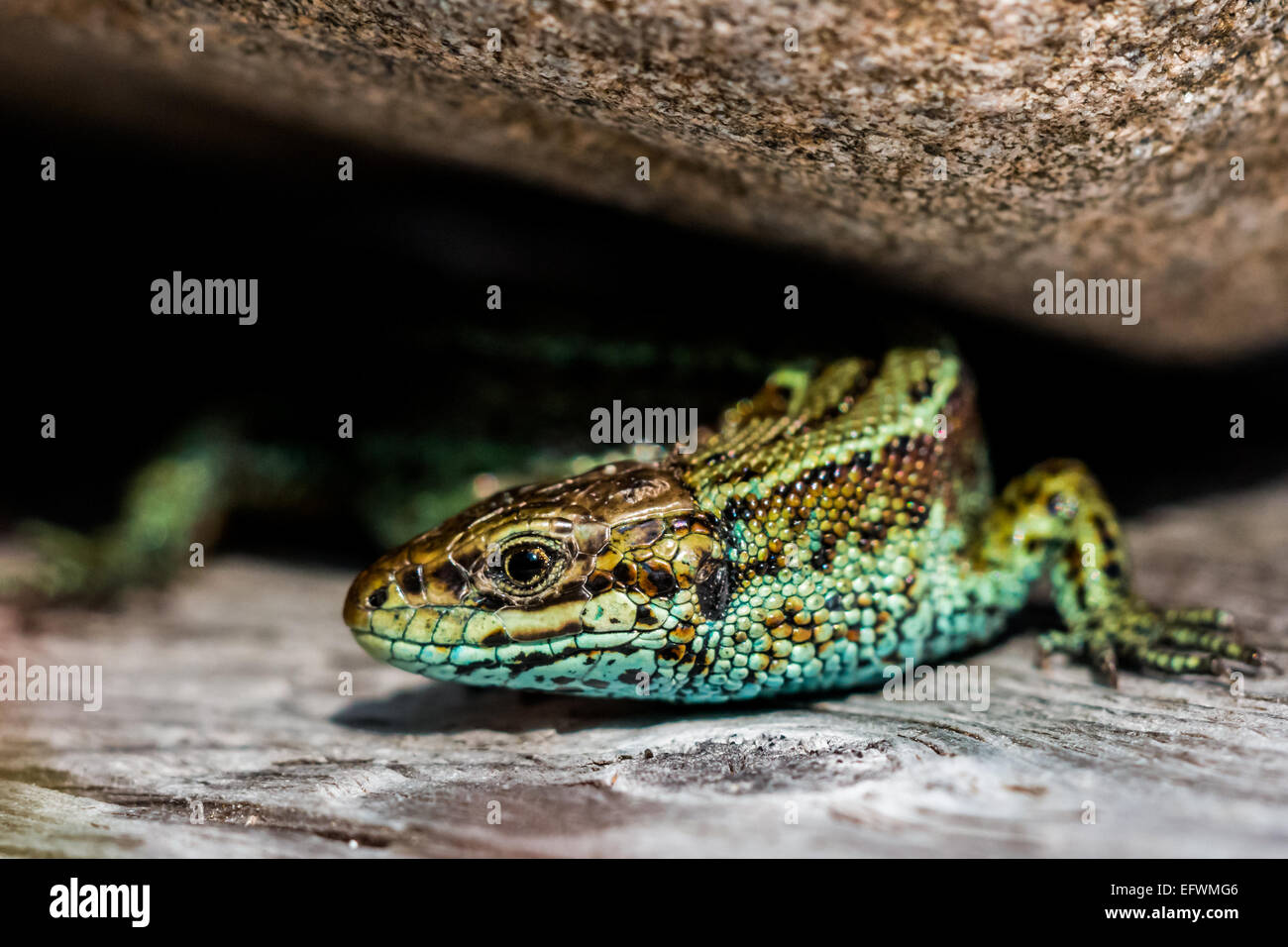 A green viviparous lizard (Zootoca vivipara) Stock Photo