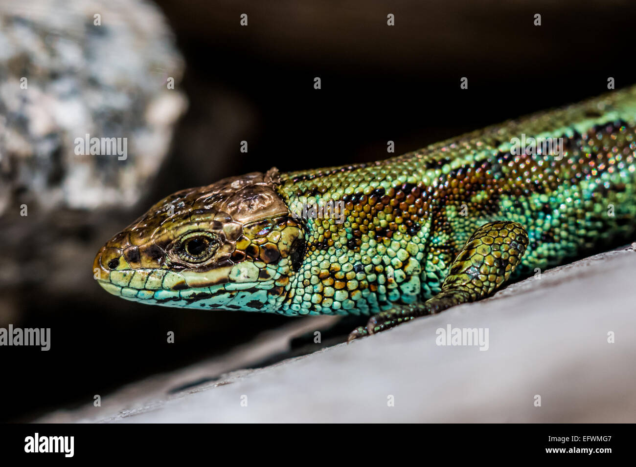 Lacerta vivipara reptiles hires stock photography and images Alamy