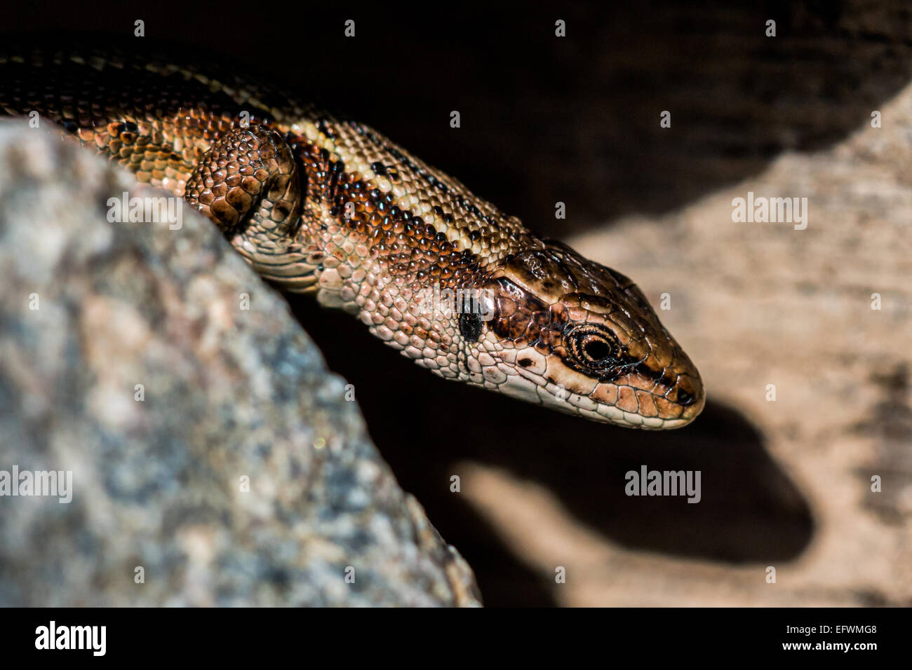 A viviparous lizard (Zootoca vivipara) Stock Photo