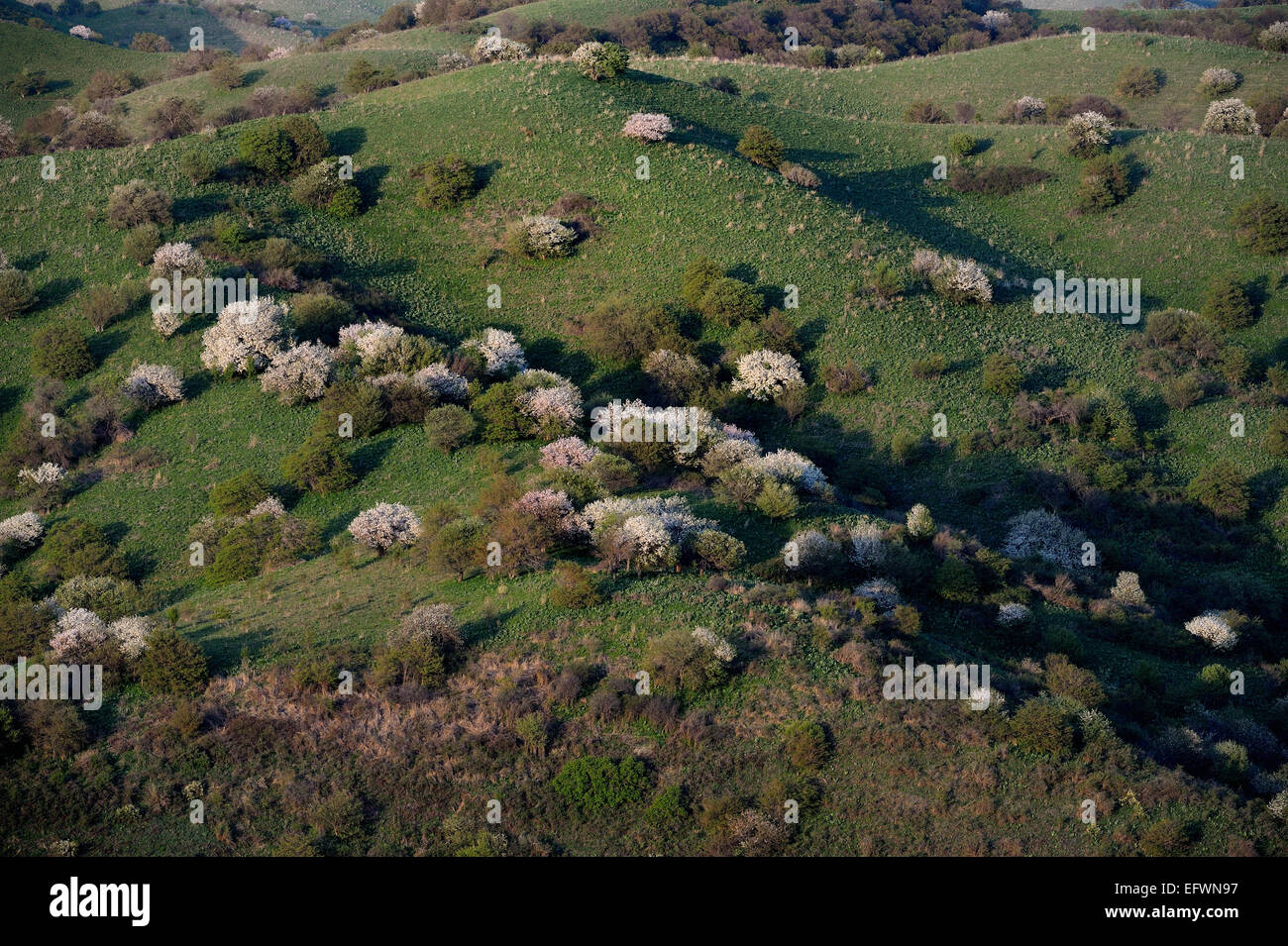 Blooming of a wild apple trees. Southern Kazakhstan, Central Asia Stock