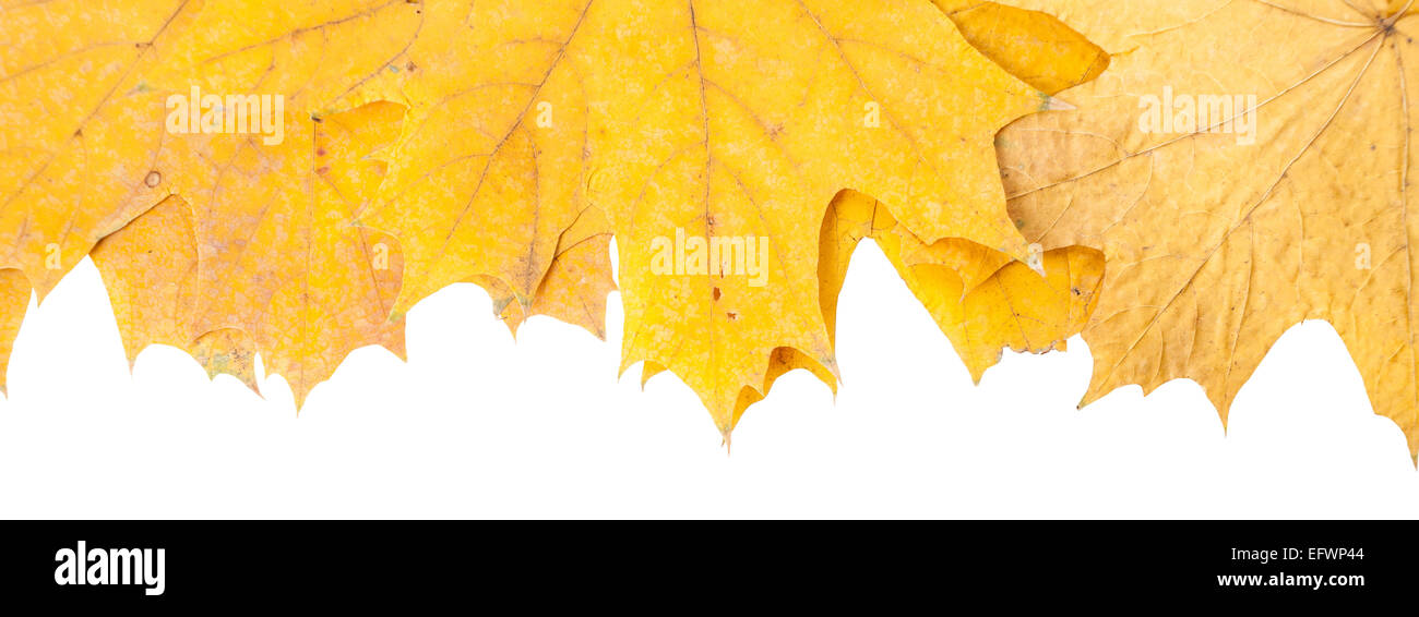 yellow, dry, fallen autumn maple leaves Stock Photo