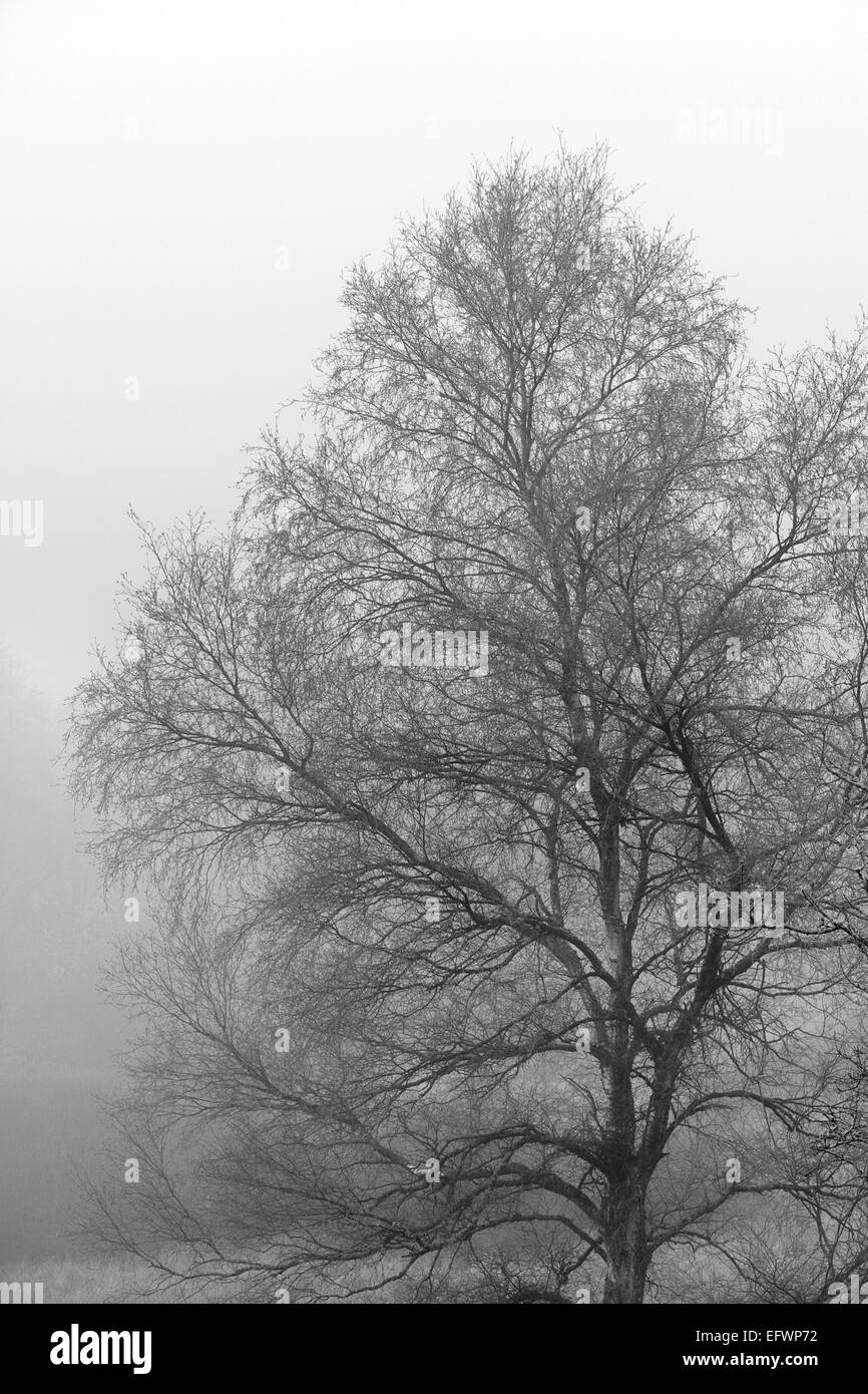 Black and white fog hi-res stock photography and images - Alamy