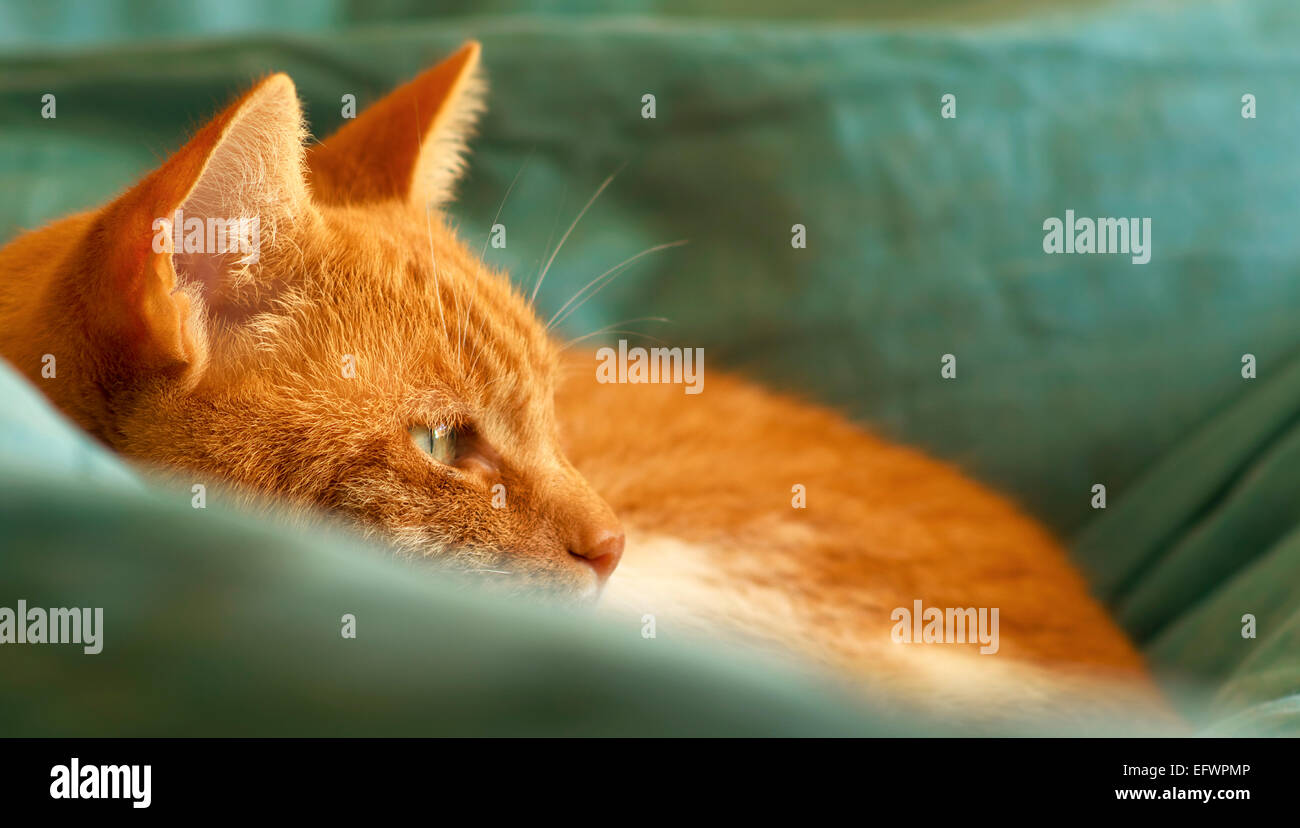 Close up of a cute ginger and white cat laying curled up on a duvet Stock Photo