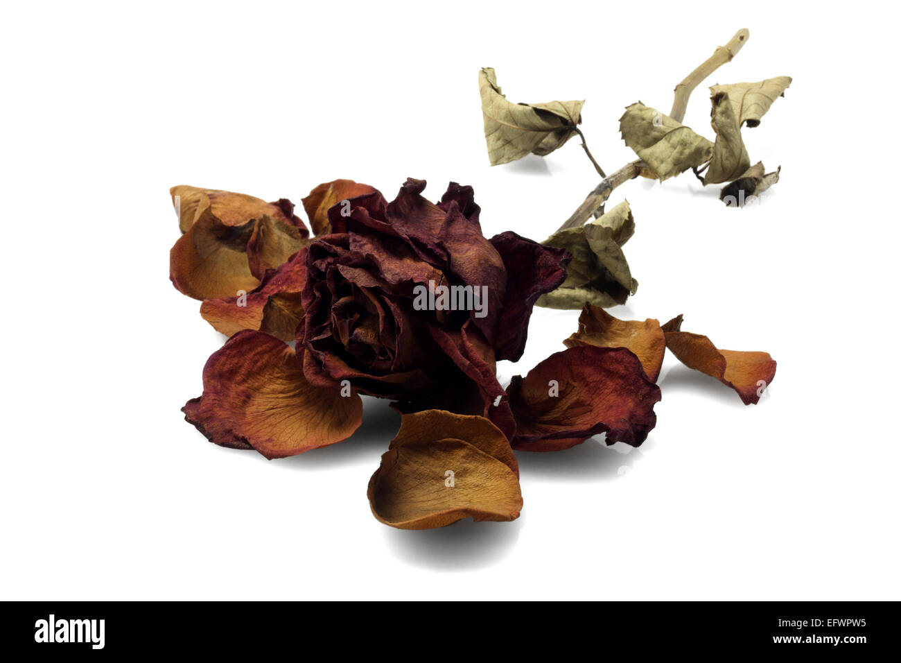 Dead Rose Lying On White background Stock Photo Alamy