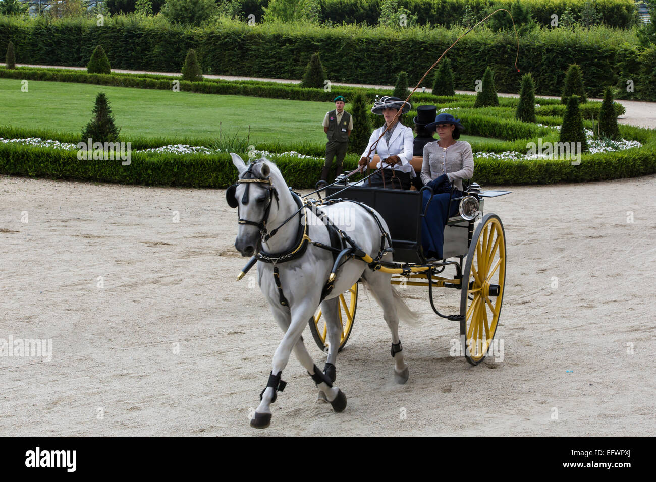 International competition for traditional carriages 'La Venaria Reale', carriage:Rally Car Dos a Dos , Horse: Single Lusitanian Stock Photo