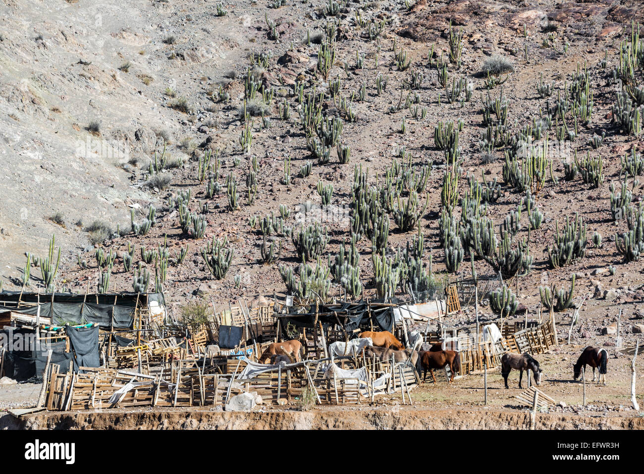 Horses In Cactus High Resolution Stock Photography and Images Alamy