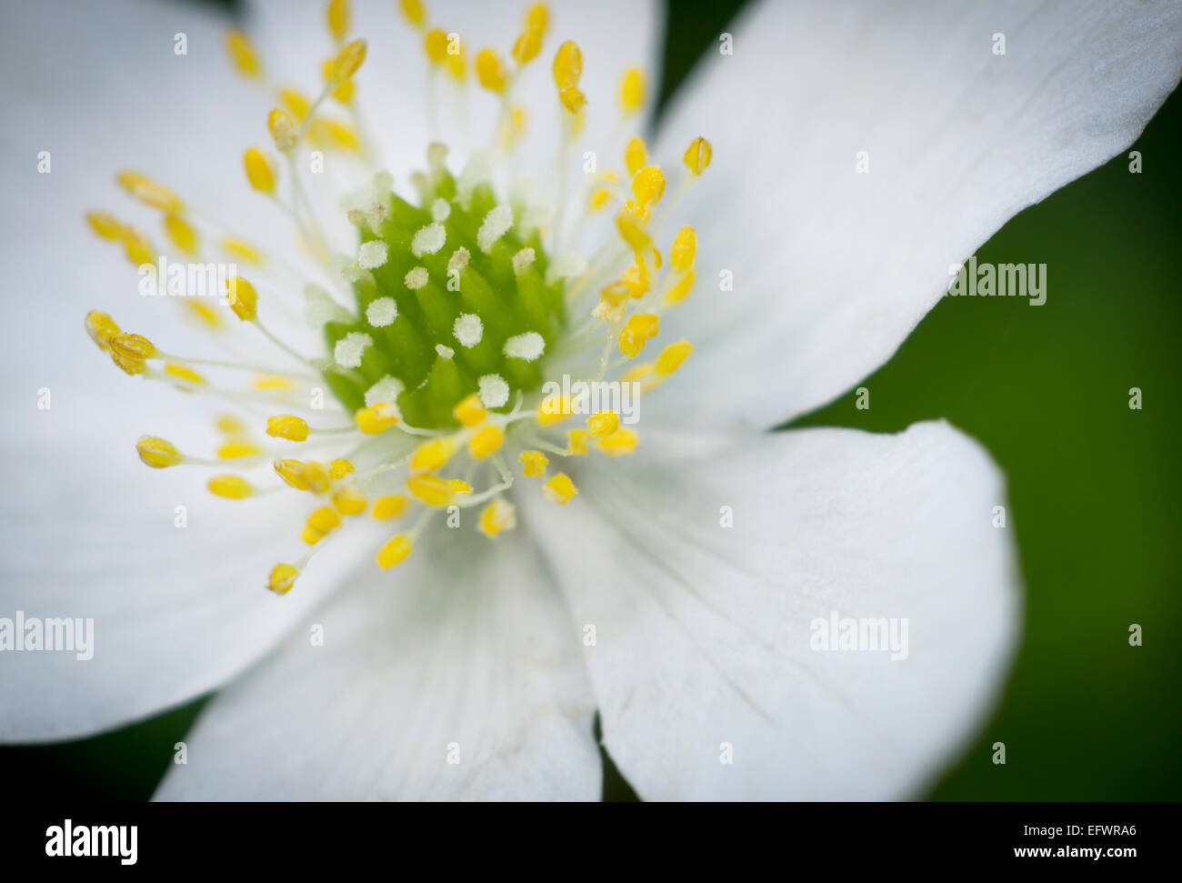 Close up of a white flower (wood Anemone) in Spring, UK Stock Photo