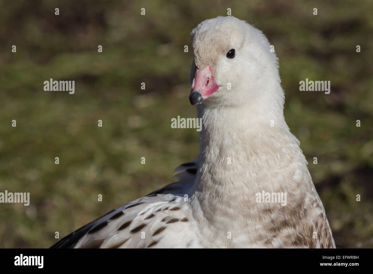 Close portrait of an Andean goose, Chloephaga melanoptera, showing neck and head against a natural background Stock Photo