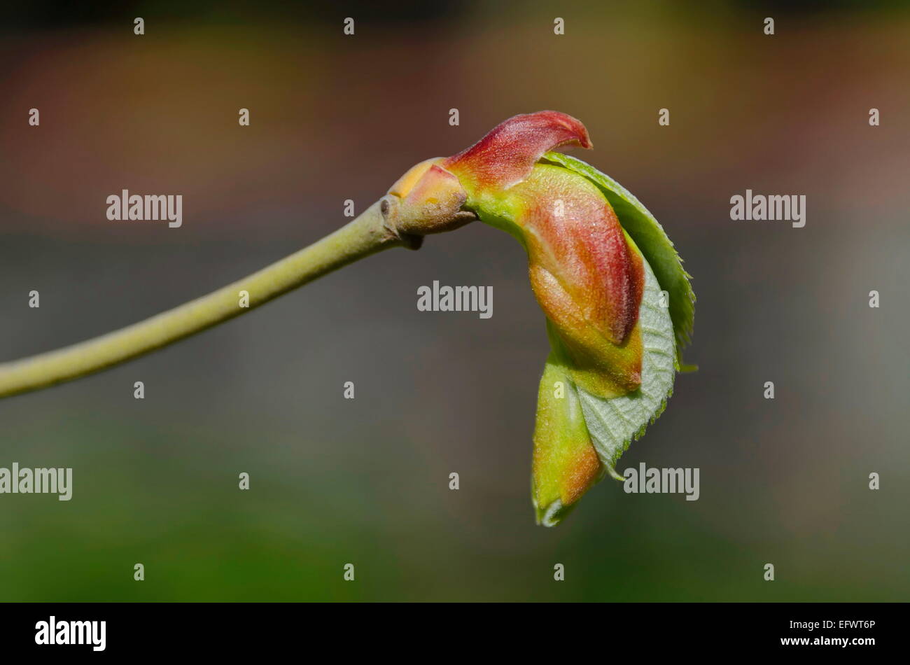 Horse chestnut tree bud in early spring Stock Photo Alamy