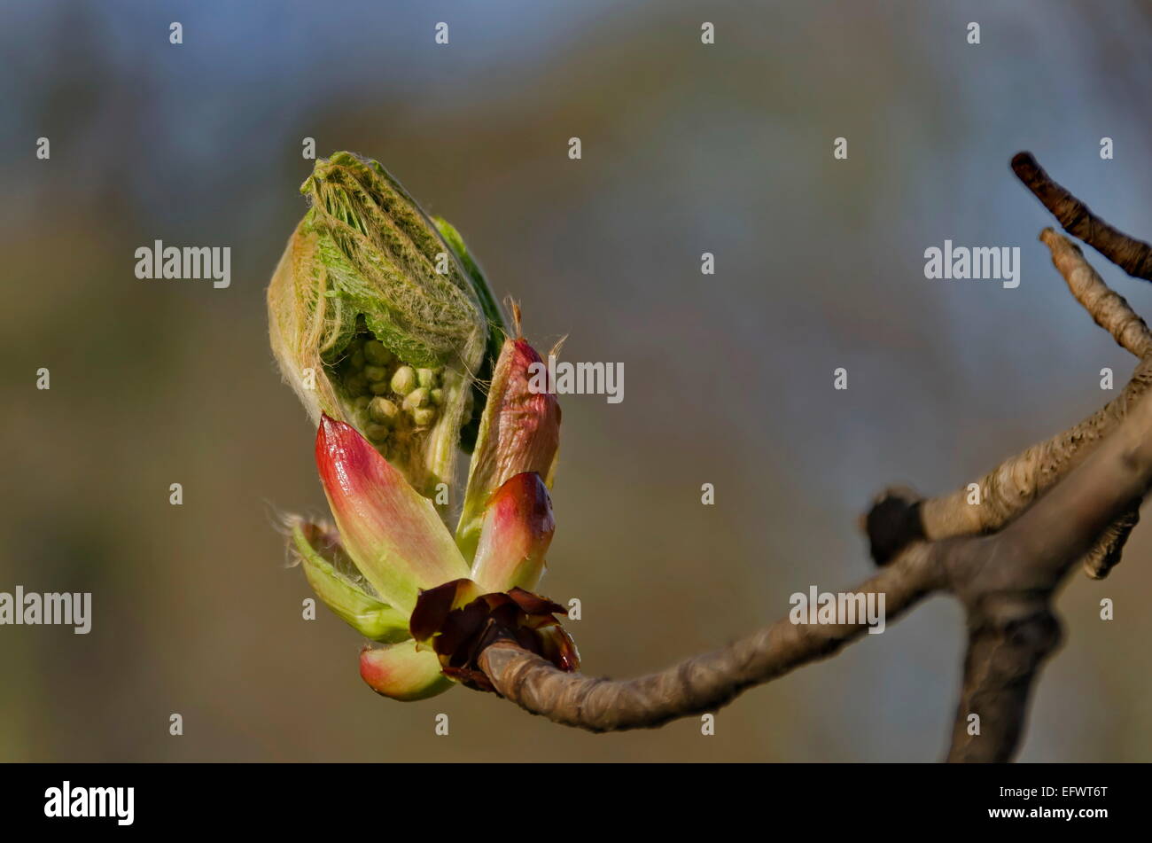 Horse chestnut tree bud in early spring Stock Photo Alamy