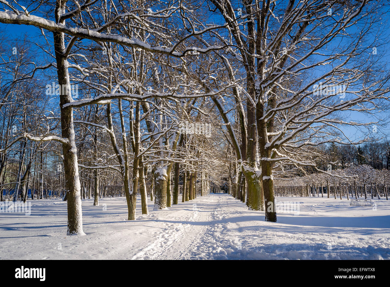 Winter park alley Stock Photo