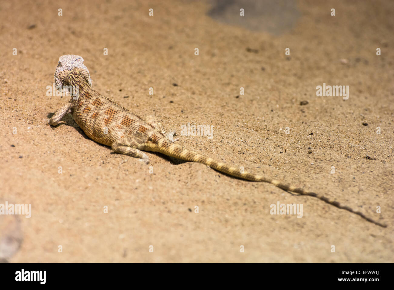Steppe agama (Trapelus sanguinolentus) in the sand. Rear view. Stock Photo