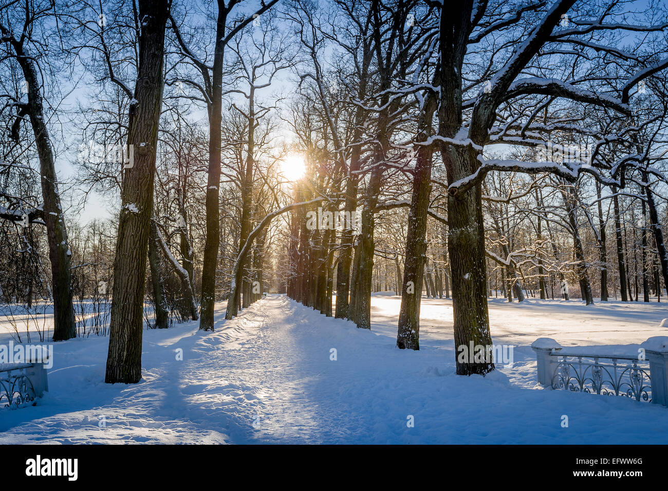Winter sun in park Stock Photo