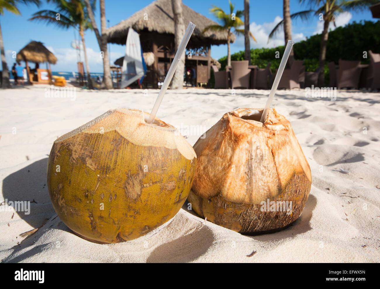 DOMINICAN REPUBLIC. Fresh coconut water drinks in the sand on Punta