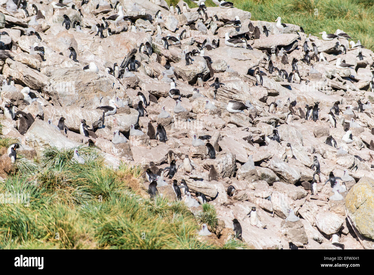 Cliffs at West Point Island, Falklands, home of colonies of rockhopper penguins and black brow albatross Stock Photo