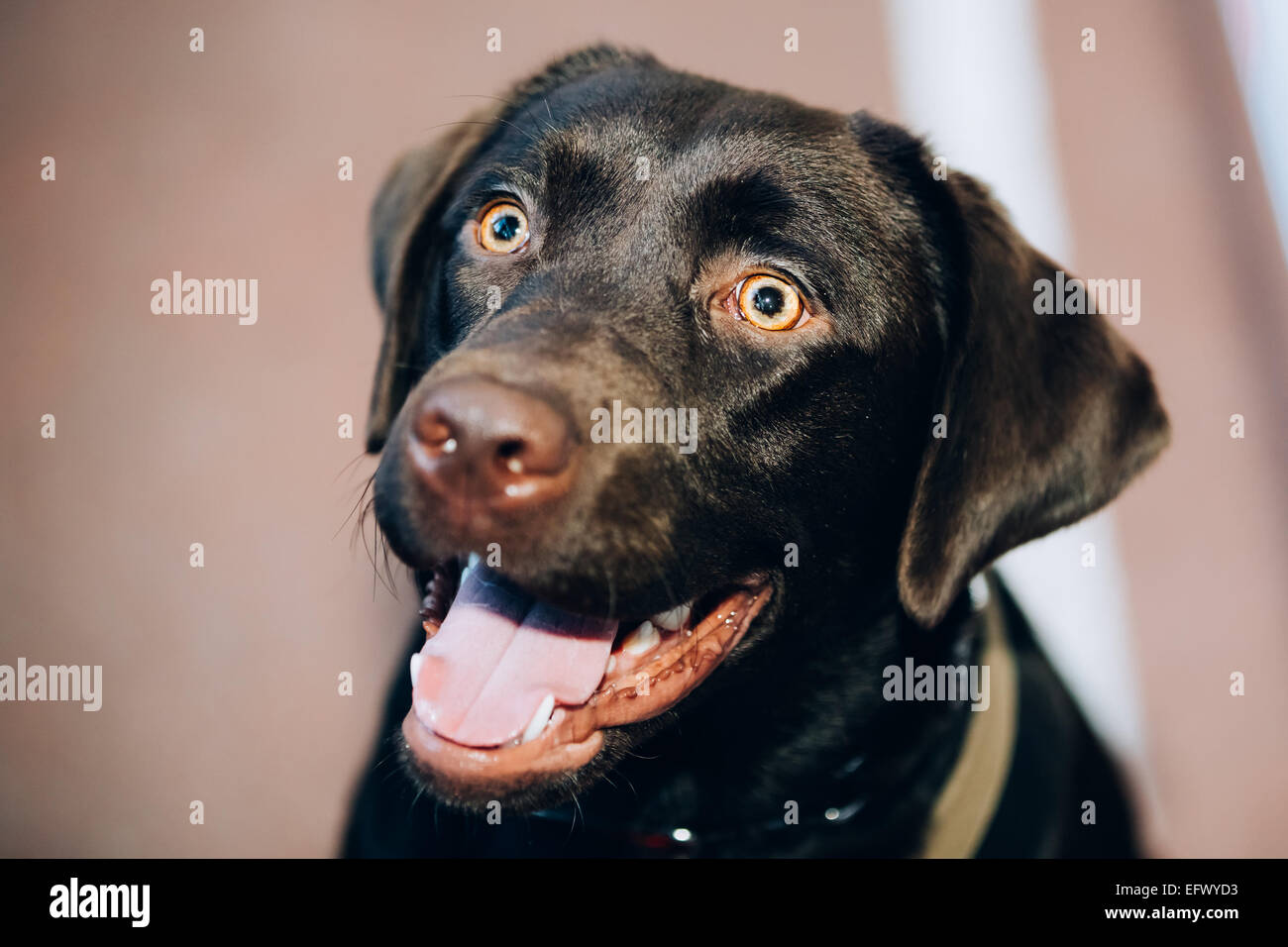 Dog Close-up of Chocolate Labrador Close Up Head, Snout Of Lab Puppy Whelp Stock Photo