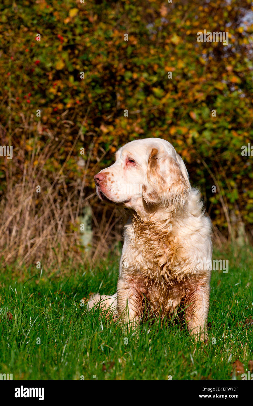 Portrait of clumber spaniel sitting in sunlit field looking sideways Stock Photo