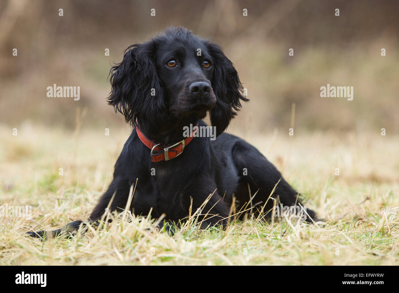 A black cocker spaniel dog laying down outside on grass. January 2015, UK. Stock Photo
