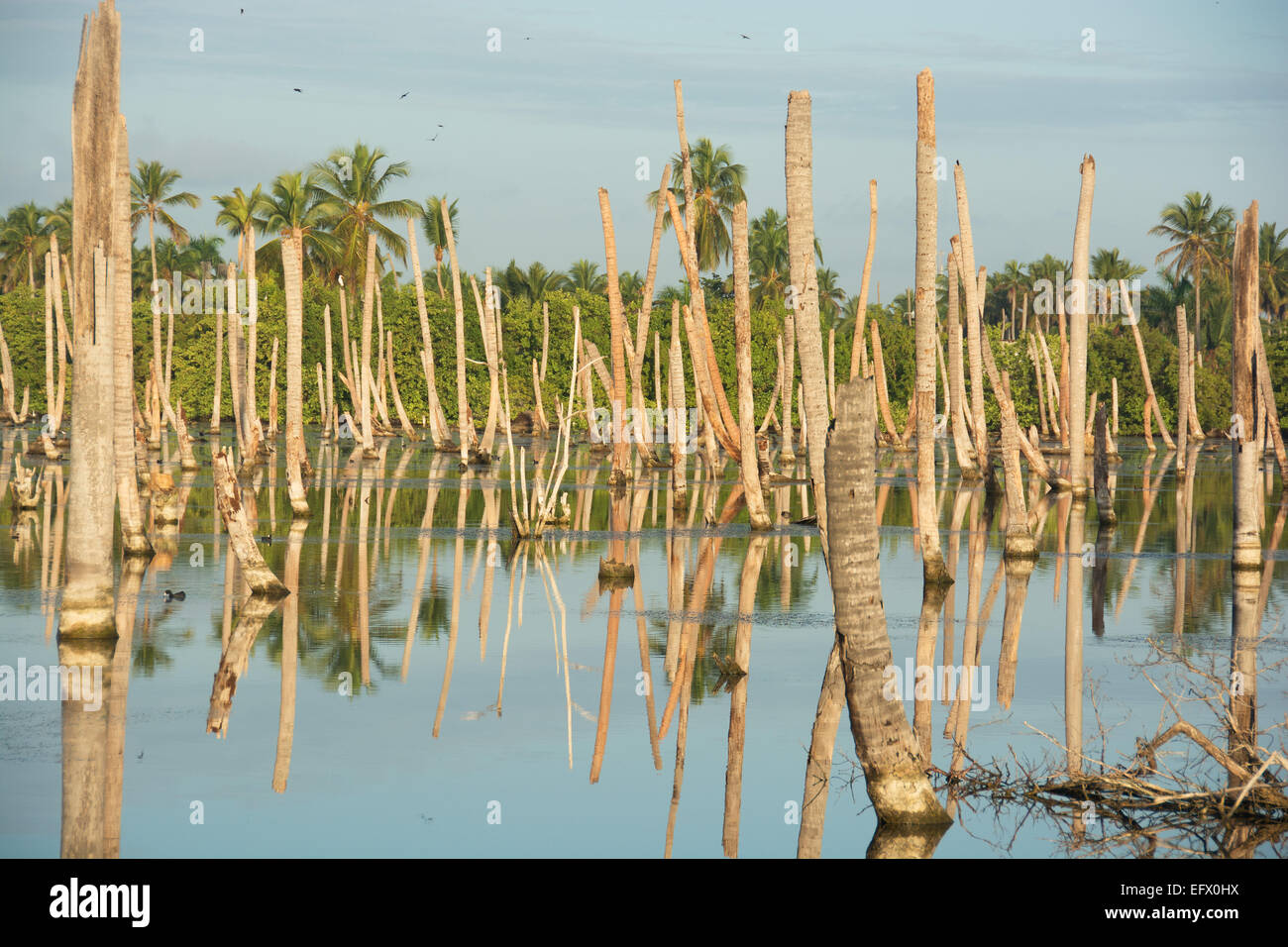 DOMINICAN REPUBLIC. Palm tree trunks reflected in swampy waters at Punta Cana lagoon. Stock Photo