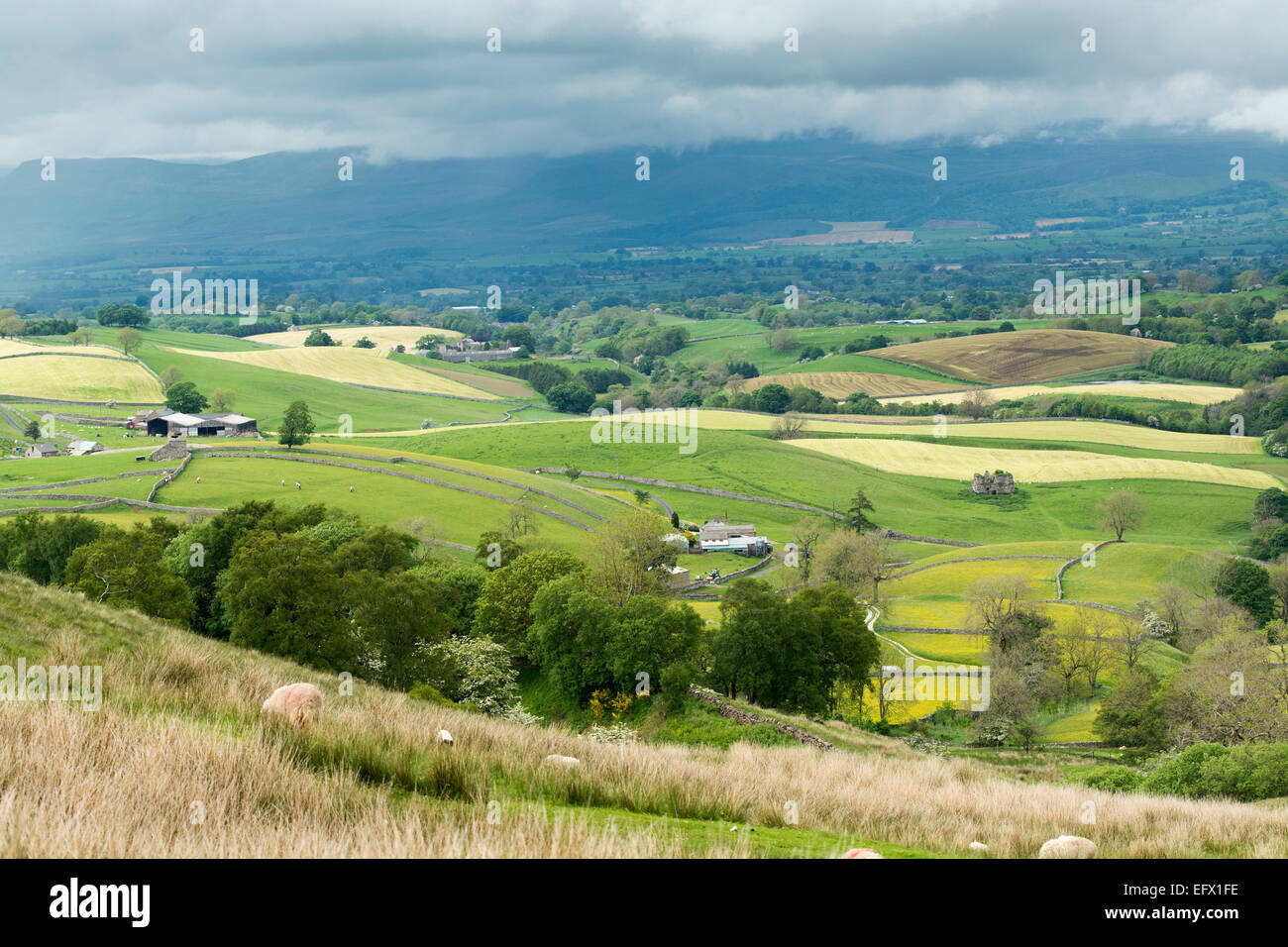Upper Eden valley near Kirkby Stephen, Cumbria, looking towards Cross Fell. Stock Photo