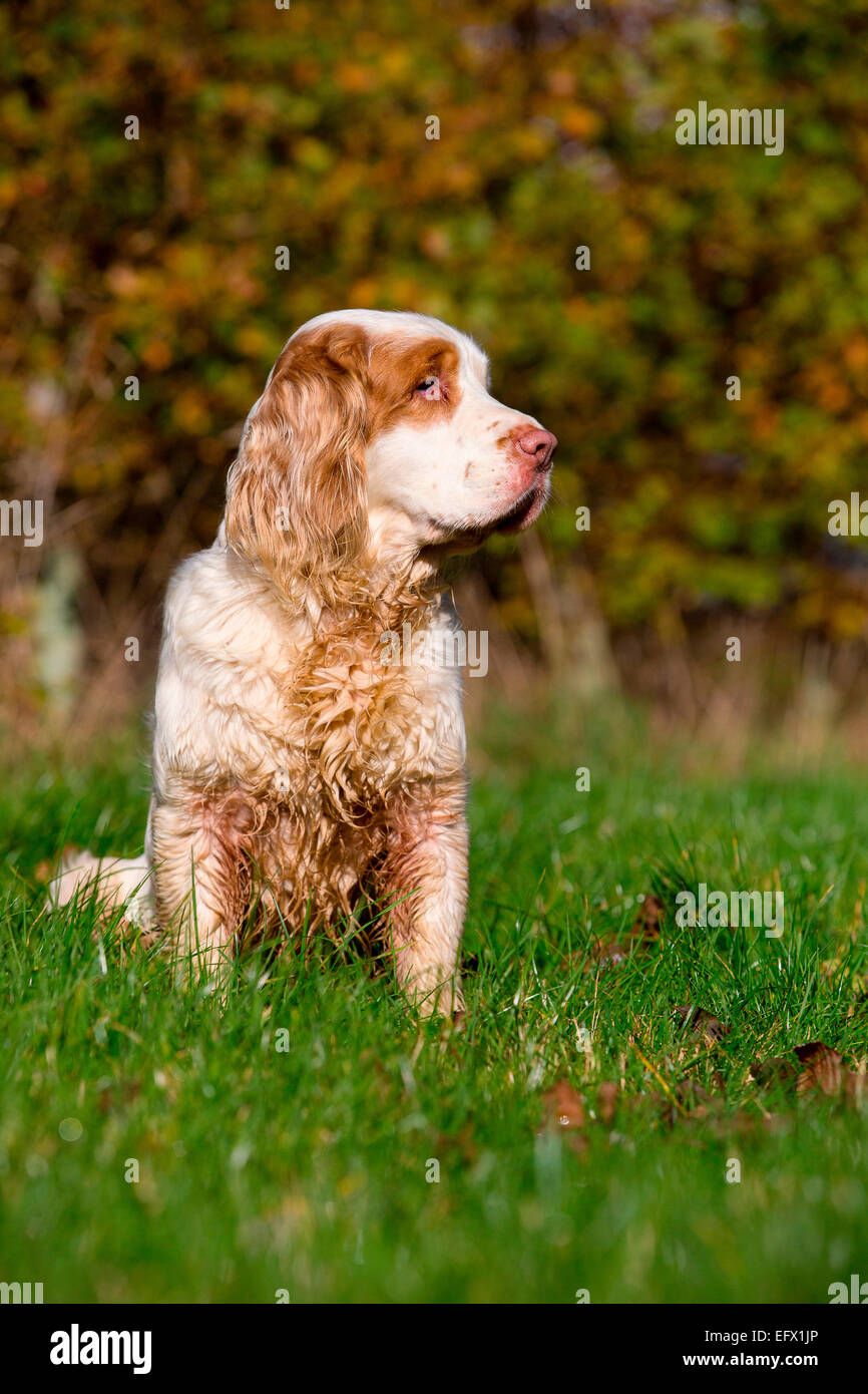 Portrait of clumber spaniel sitting in sunlit field looking sideways Stock Photo