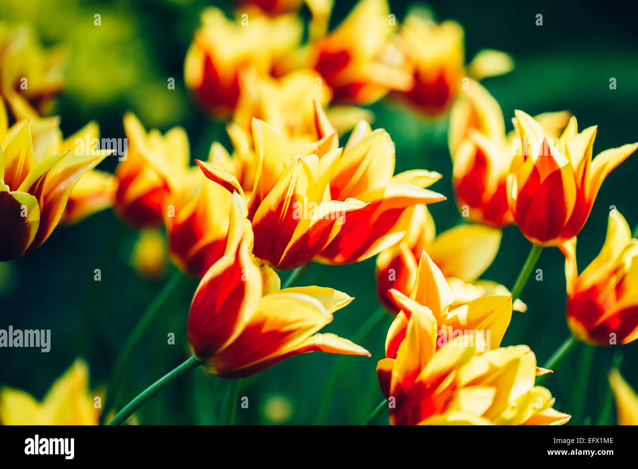 Colourful garden bed red hi-res stock photography and images - Alamy