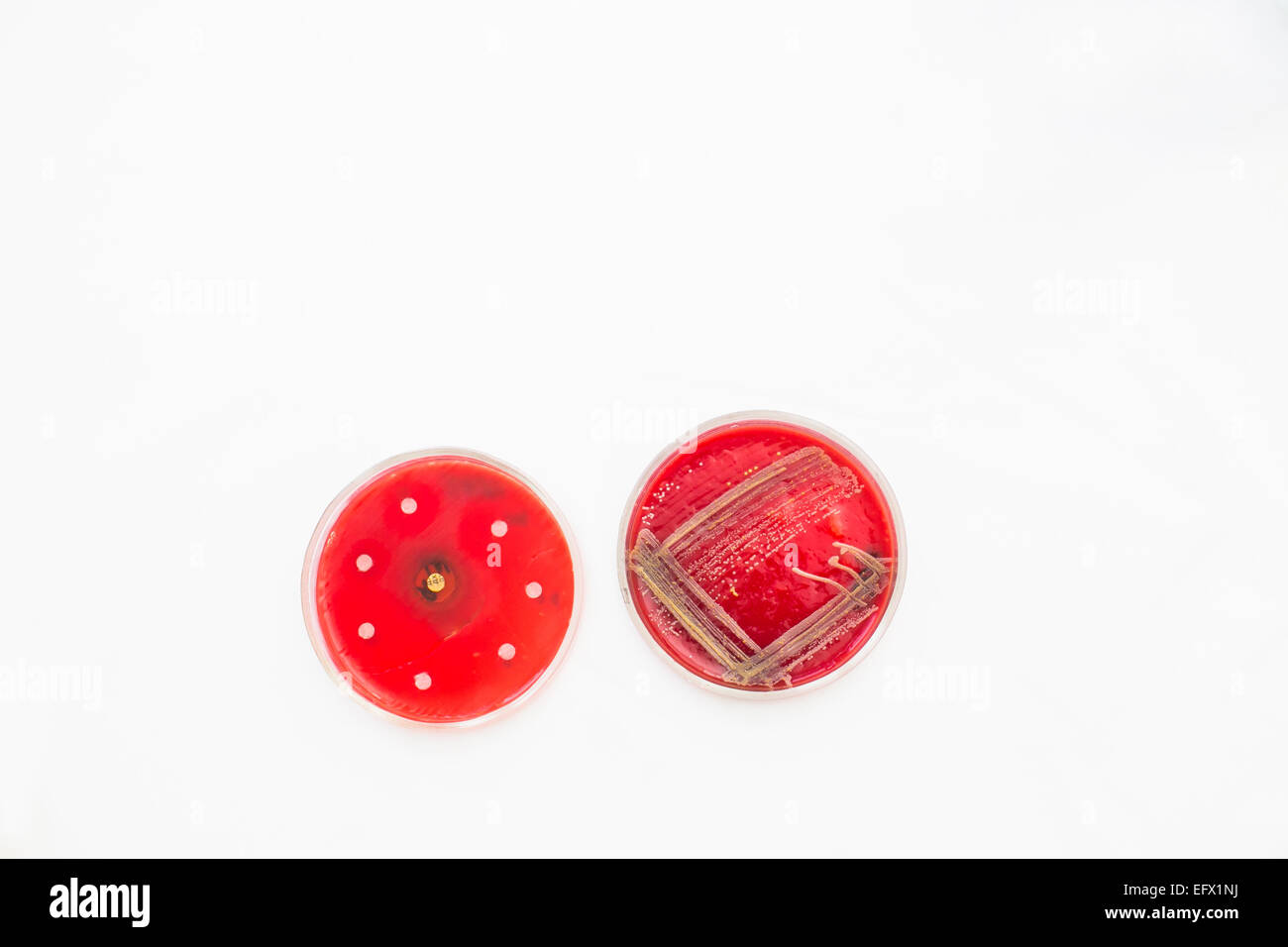 Bacteria growing in petri dishes hires stock photography and images