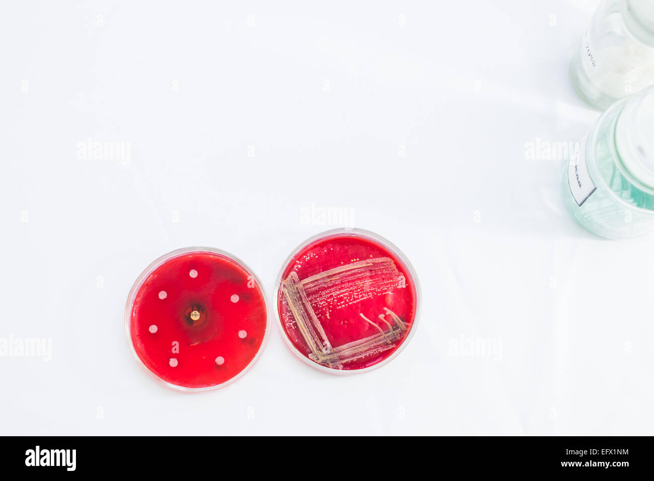 Petri dish bacteria hires stock photography and images Alamy