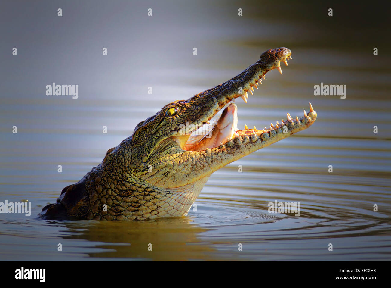 Nile crocodile swallowing a fish; crocodylus niloticus - Kruger National Park Stock Photo