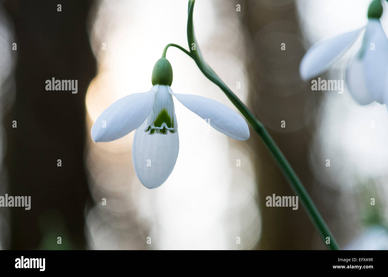 Galanthus Plicatus Colossus. Snowdrop Stock Photo
