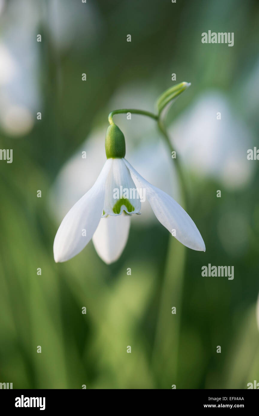 Galanthus Reginae Olgae Vernalis. Snowdrop Stock Photo