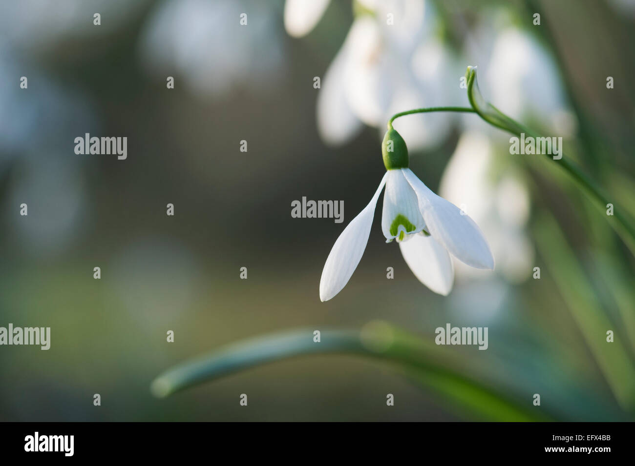 Galanthus Reginae Olgae Vernalis. Snowdrop Stock Photo