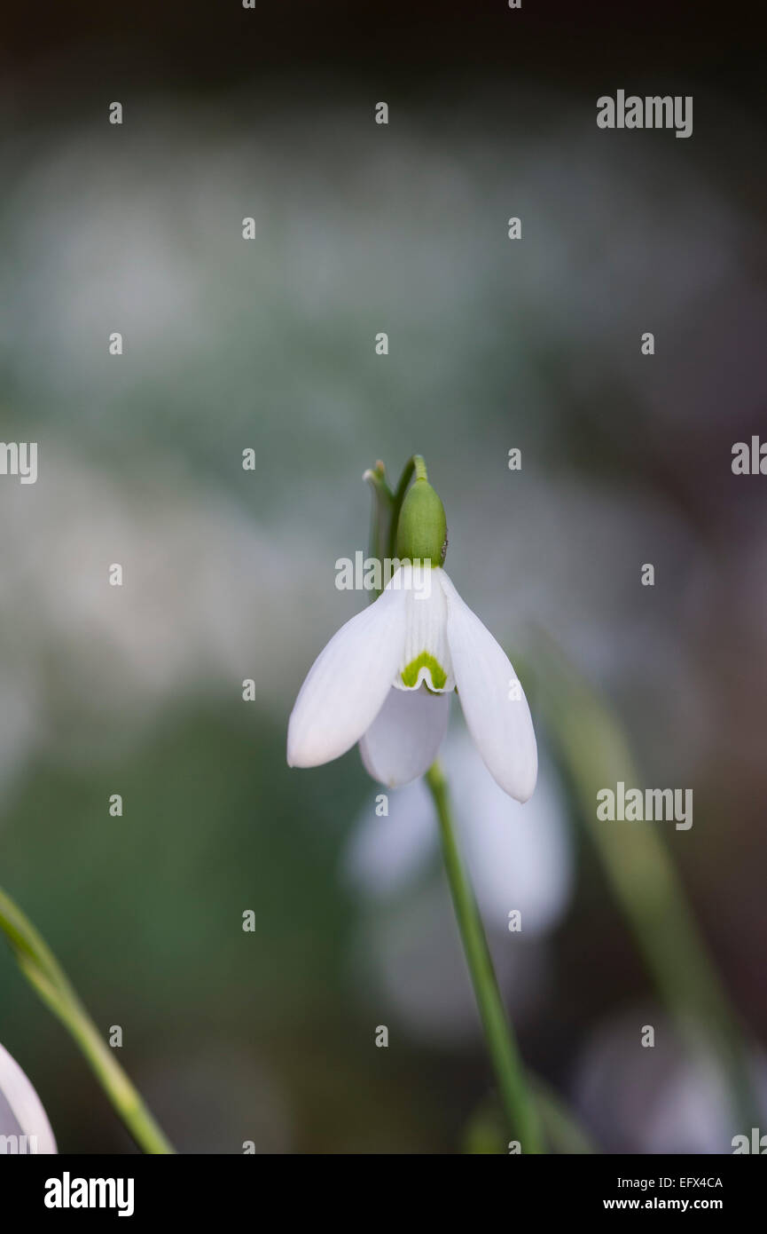 Galanthus reginae olgae hi-res stock photography and images - Alamy