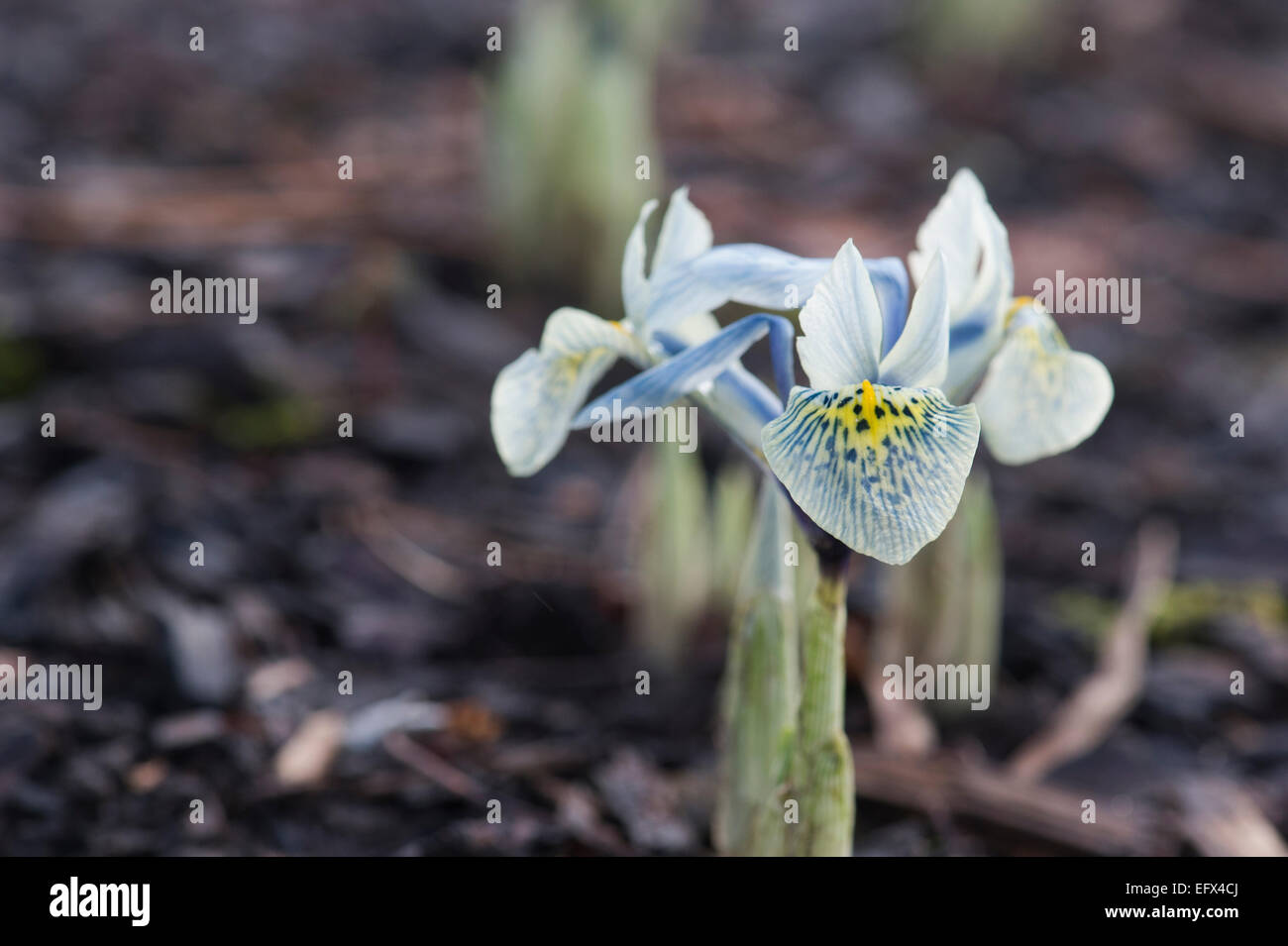 Iris reticulata histrioides Katharine Hodgkin. Dwarf iris Stock Photo
