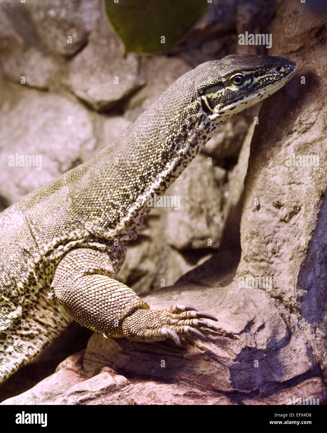 Sand Monitor Lizard/Sand Goanna (varanus gouldi) Stock Photo