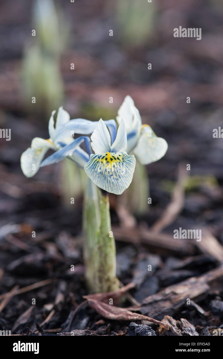 Iris reticulata histrioides Katharine Hodgkin. Dwarf iris Stock Photo