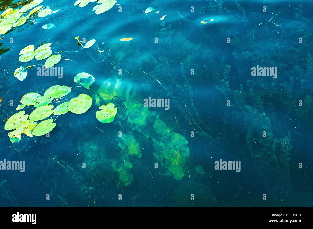 Aquatic vegetation water plants hi-res stock photography and images - Alamy