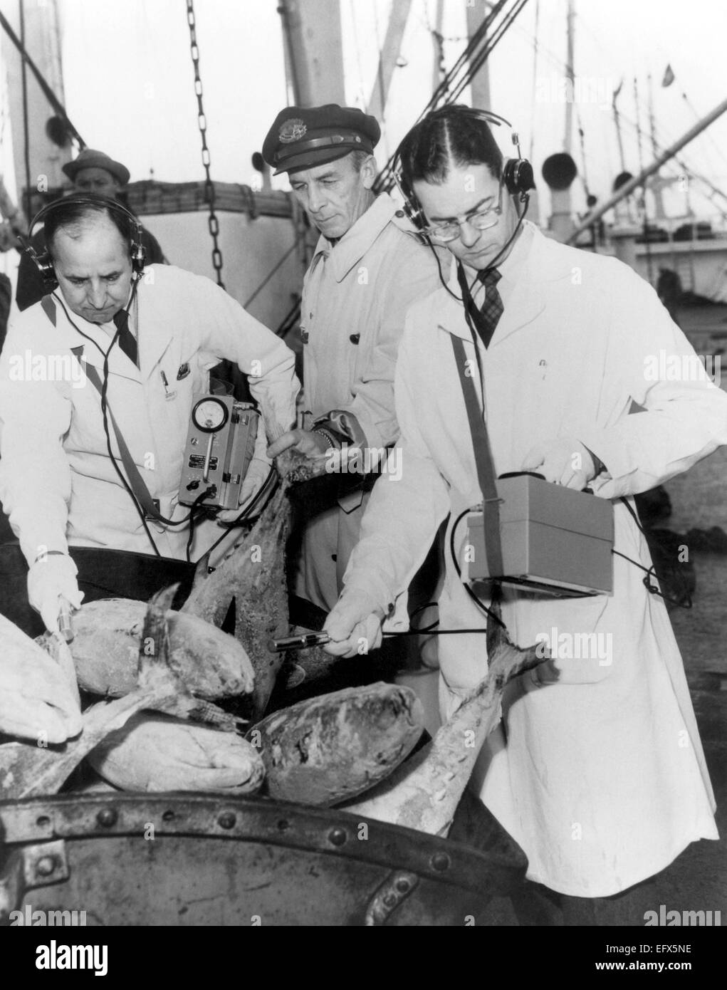 White-coated Food and Drug Administration officials use Geiger counters to measure freshly caught tuna fish for radioactivity after concern for contamination following U.S. atomic bomb tests in the Pacific Ocean resulted in monitoring from 1954 to the 1960s. Stock Photo