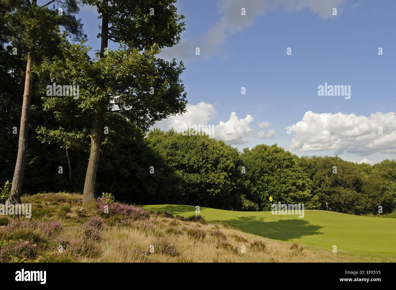 View over colourful Heather to the 7th Green Wrotham Heath Golf Club Sevenoaks Kent England Stock Photo