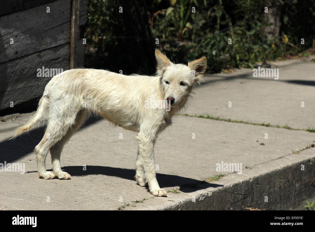 A white dog on a sidewalk in Cotacachi, Ecuador Stock Photo