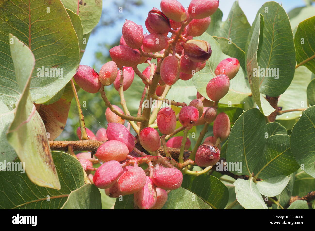 Pistachios on the tree Stock Photo Alamy