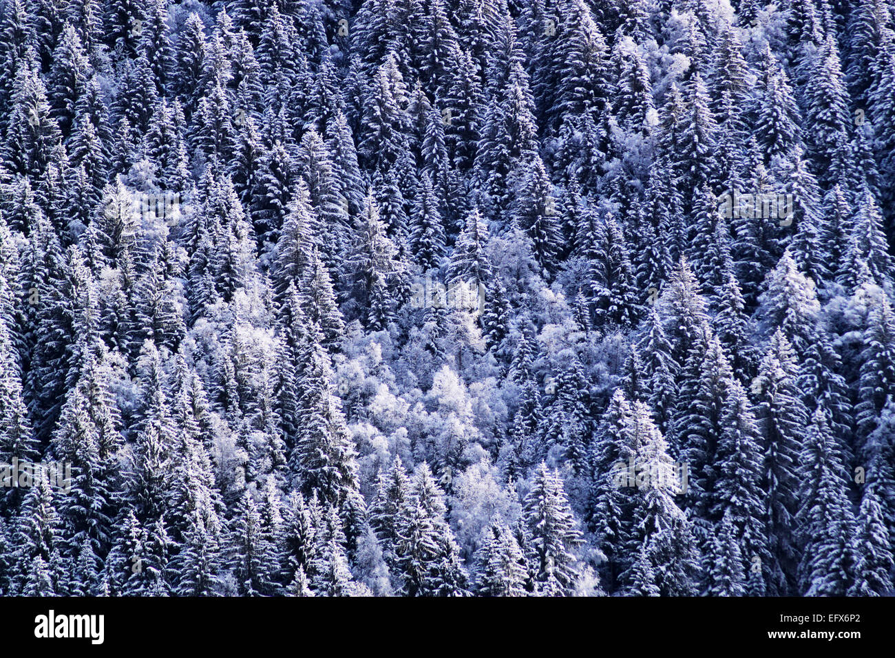 A forest of pine trees covered with snow Stock Photo - Alamy