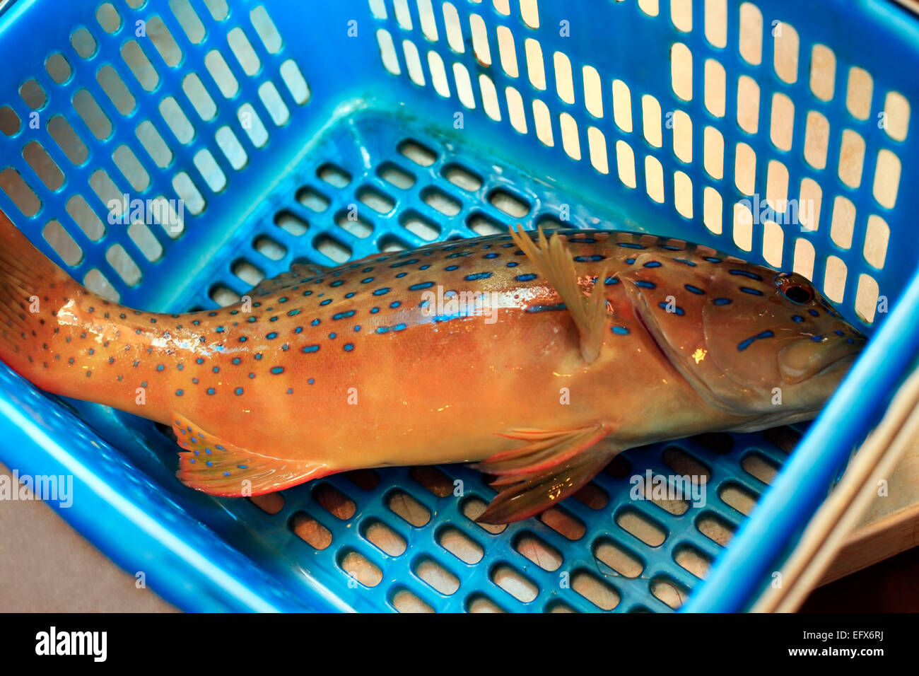 Freshly caught coral grouper fish in the blue basket Stock Photo