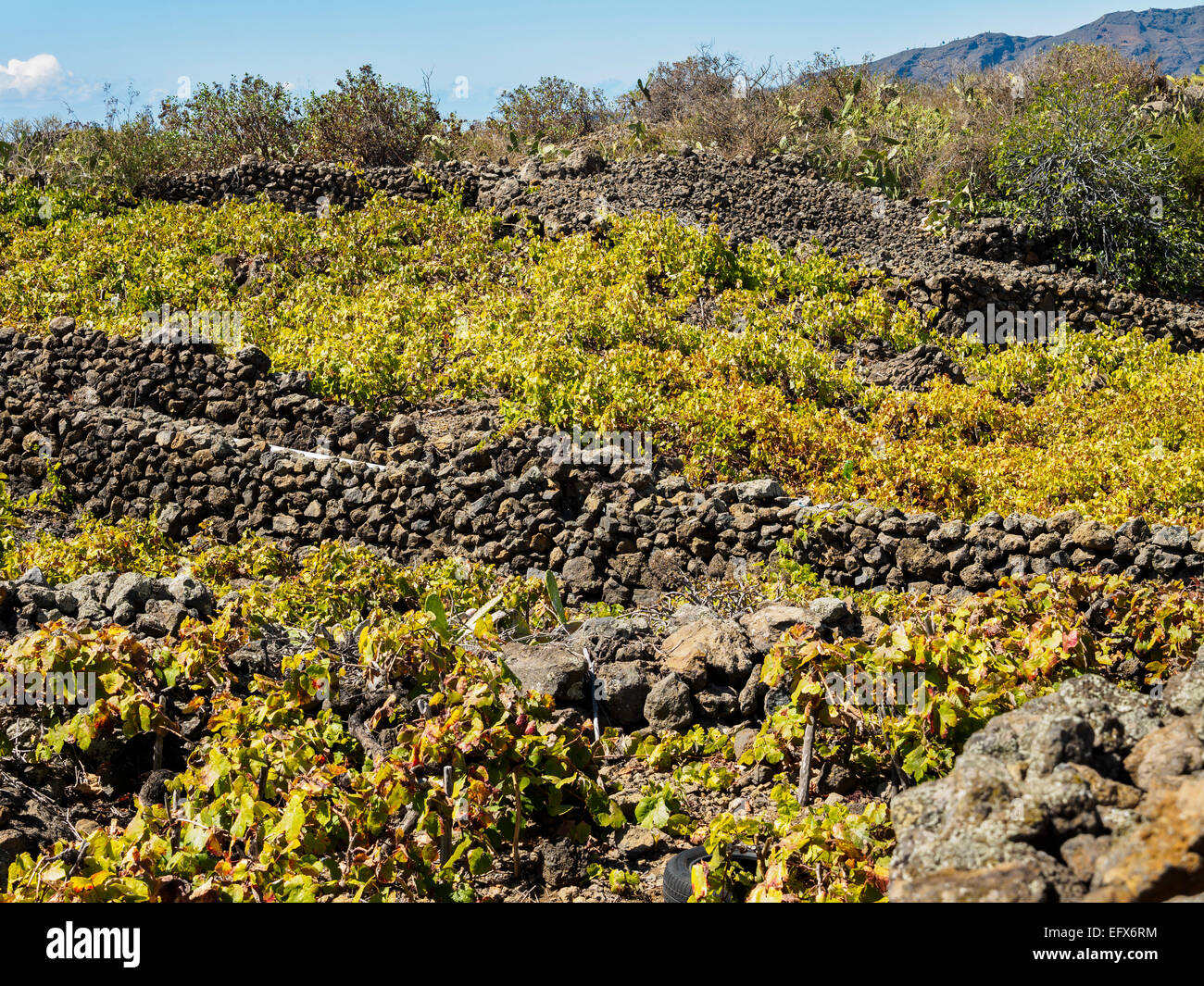 Grapevines grow in vineyards at El Paso on the Canary Island of La Palma. Stock Photo