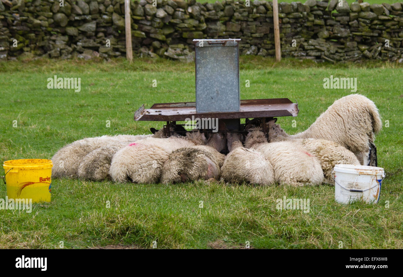 Sheep feeding from automatic hopper Stock Photo