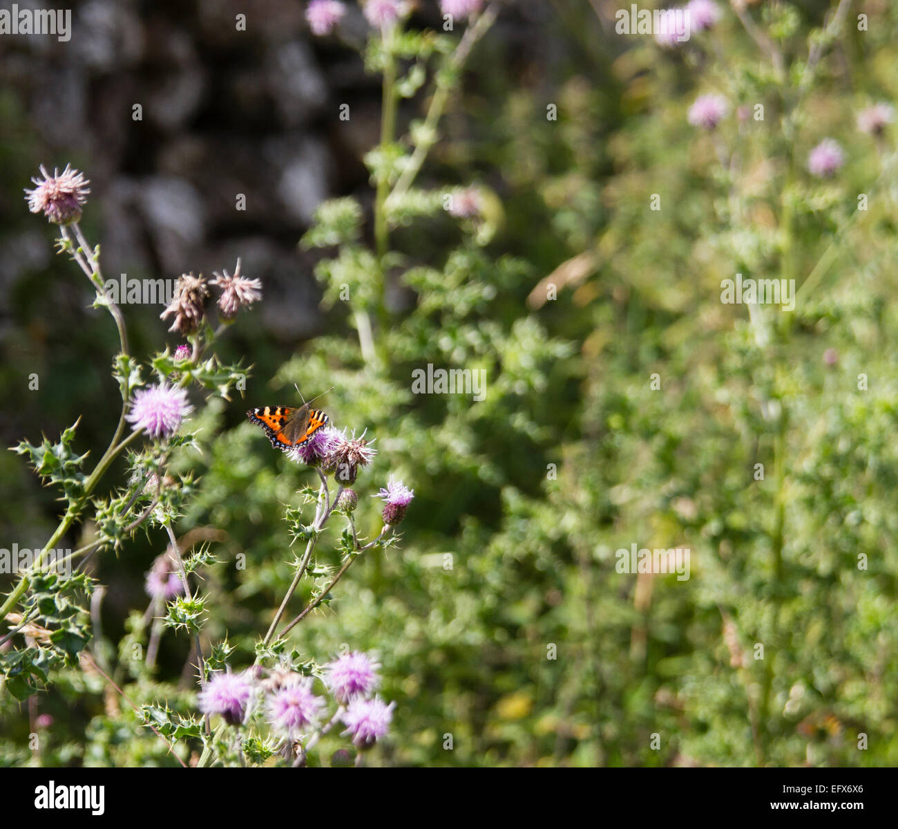 Small tortoiseshell butterfly, Aglais urticae on a thistle beside a dry stone wall in the Yorkshire Dales Stock Photo