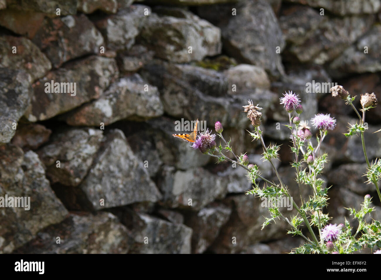 Small tortoiseshell butterfly, Aglais urticae on a thistle beside a dry stone wall in the Yorkshire Dales Stock Photo