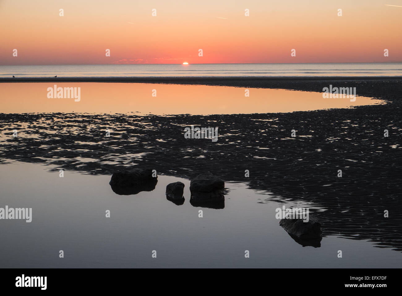 Sunset at Petrified,prehistoric,oak,forest,tree,trees, Ynyslas Beach