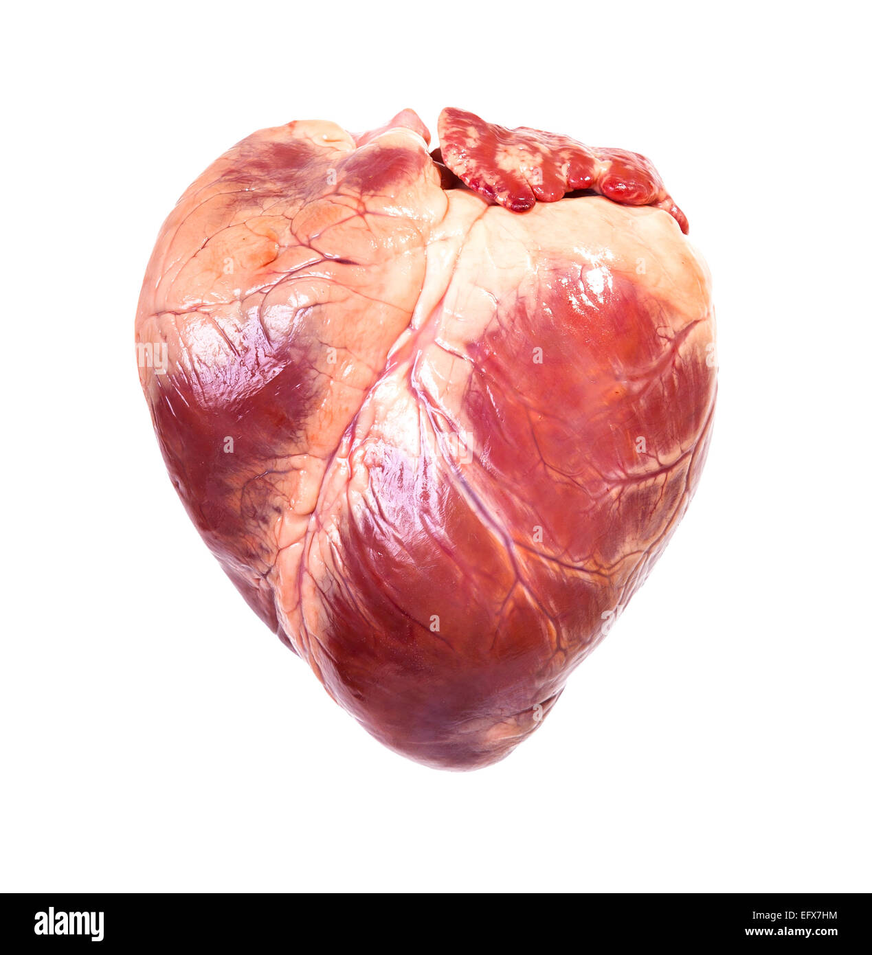 Real heart hi-res stock photography and images - Alamy