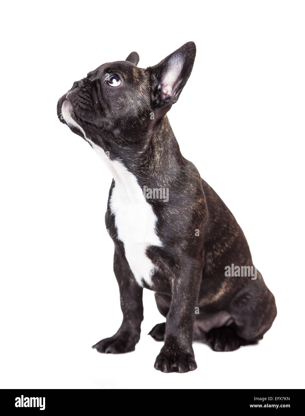 Bulldog hotsell frances brindle